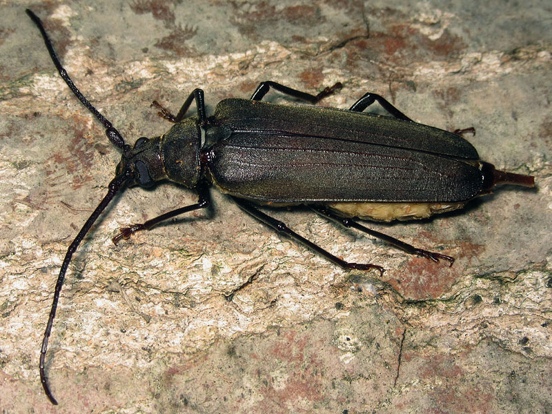 larva di Cerambycidae:  cfr.  Aegosoma scabricorne